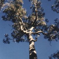 Silver Top Stringybark